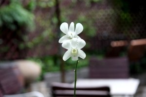 IMG_7729.JPG