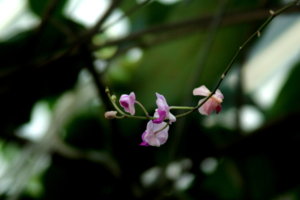 IMG_0085.JPG