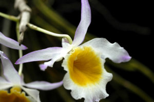 Dendrobium species 1 b.jpg