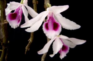D anosmum 05.jpg