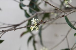IMG_0500_2.jpg