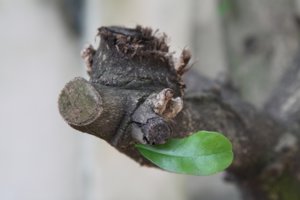 IMG_0496_1.jpg