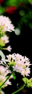 NTK_0799.JPG