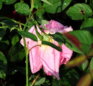 NTK_0743.JPG