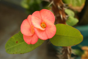 Rong-bat-tien-20mm.jpg