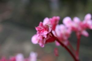 IMG_0539.jpg