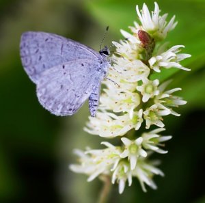 butterfly vs flower.jpg