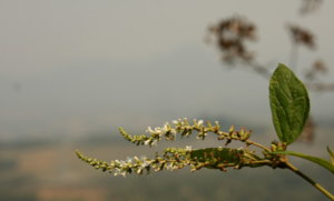 Son La 084.jpg