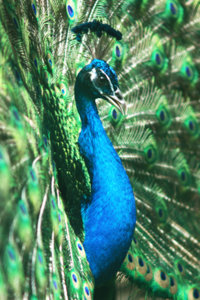 IMG_6530S.jpg