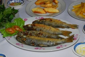cadoi.JPG