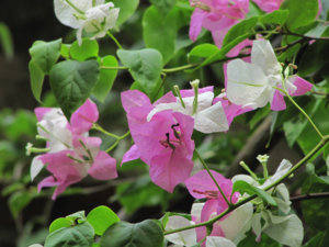IMG_2548a.jpg