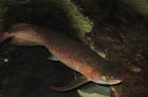 cá huyết long_24.JPG