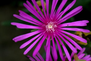 _MG_3316.jpg