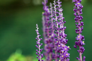 _MG_3296.CR2.JPG