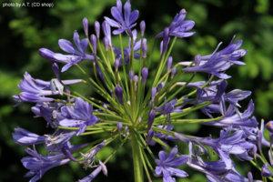 Flower-7B.jpg