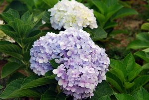 DSC_3369.JPG