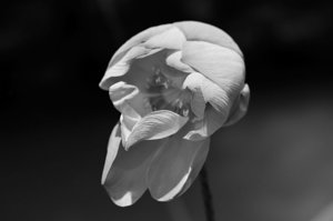 _NIK5740-bwhoa.jpg