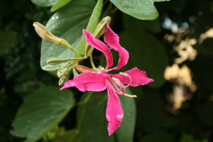 IMG_9310.JPG