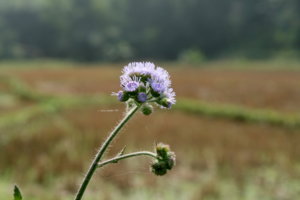 IMG_9938.JPG