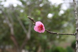 IMG_0016.JPG