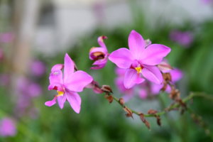 IMG_0477.JPG