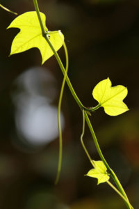 Leaves-2.jpg