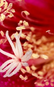 VNS Flower 02.jpg