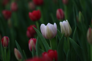 IMG_1722.JPG