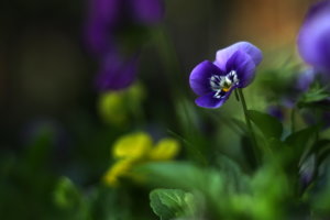 IMG_1650.JPG