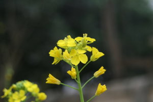 IMG_8856.JPG