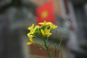 IMG_8858.JPG