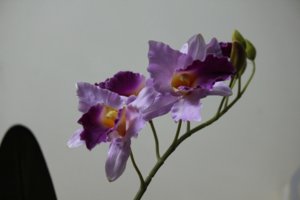 IMG_3200.JPG