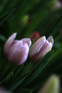 IMG_1568.JPG