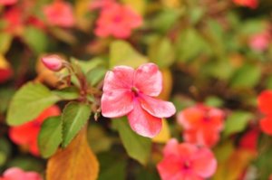 DSC_0952.jpg