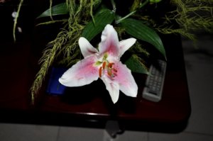DSC_0043.jpg