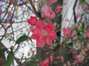 IMG_5775a.jpg