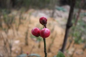 IMG_2159.JPG