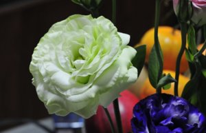 DSC_0371.JPG