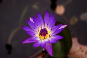 Hoa Sun 01 resize copy.jpg