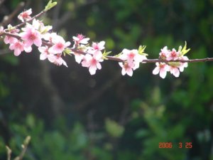 hanami1.jpg