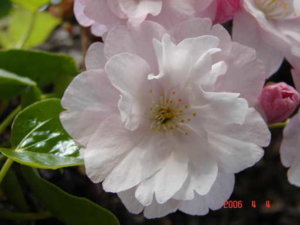 hanami.jpg