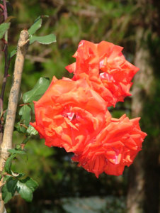 DSCF5812.jpg