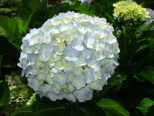 DSCF5781.jpg