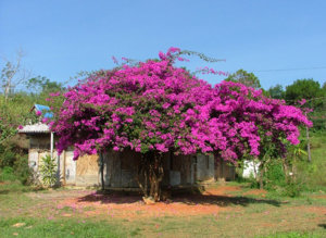 DSCF5793.jpg