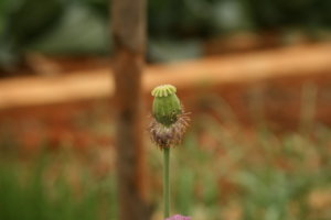 IMG_9418.JPG