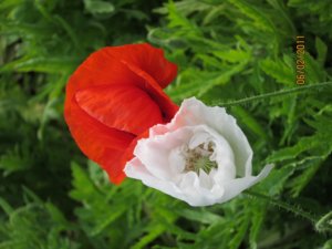 IMG_1968.JPG