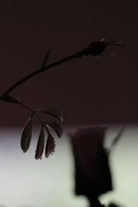 IMG_3103aa.jpg