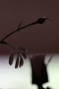 IMG_3103aa.jpg
