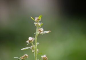 _MG_9757.JPG