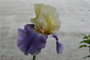 058.JPG resize.jpg